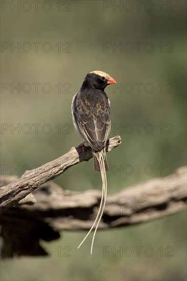 Straw-tailed Whydah