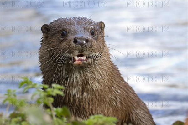 European otter