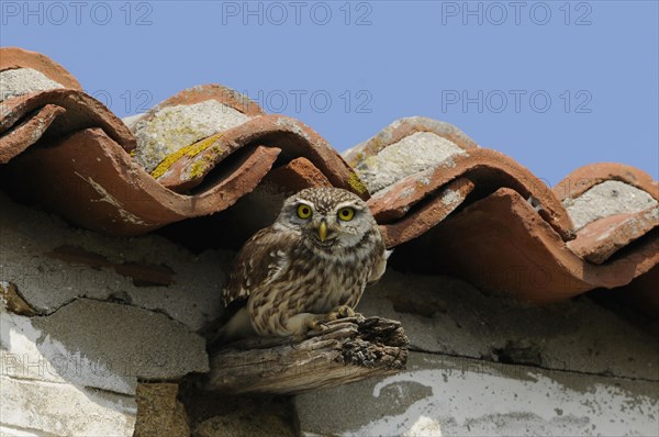 Little owl