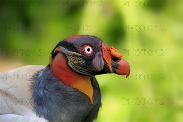 King vulture