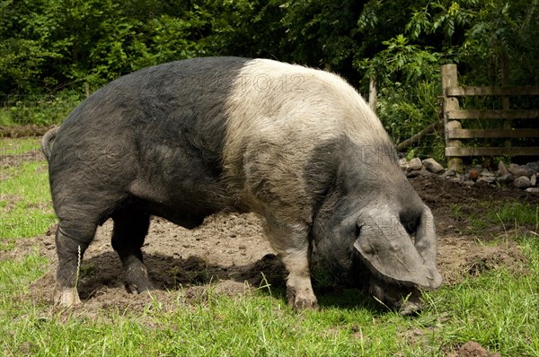 Domestic pig