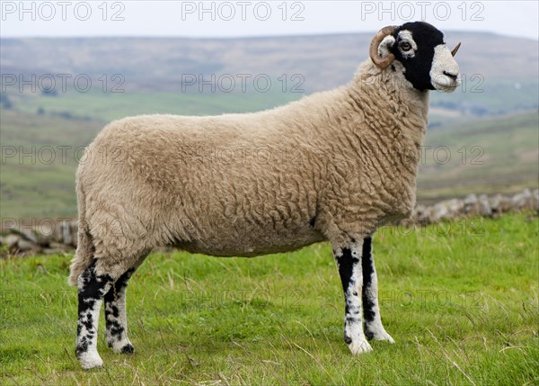 Domestic Sheep