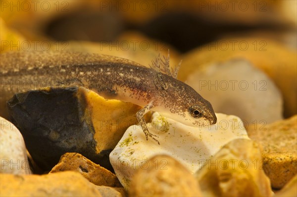 Palmate newt