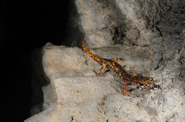 Strinati's Cave Salamander