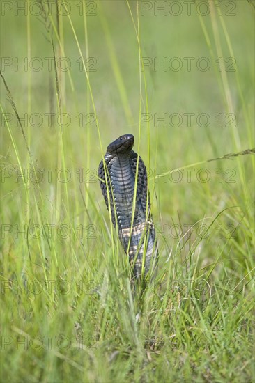 African Spitting Cobra