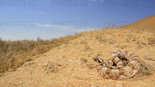 Horned dwarf puff adder