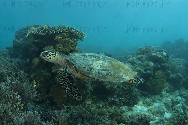 Loggerhead Turtle