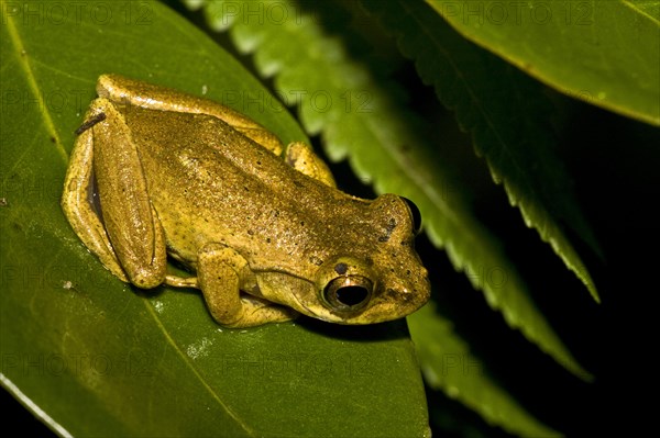 Madagascar frog