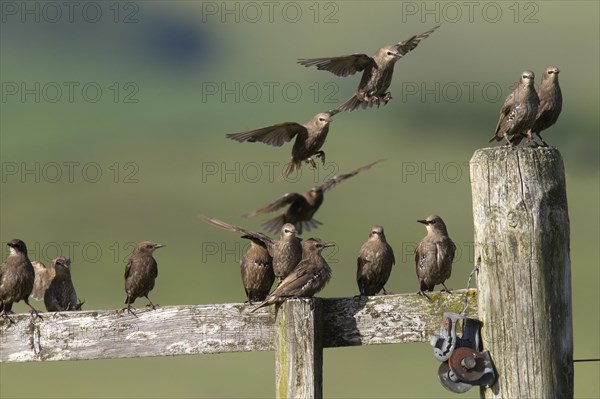 Juvenile common starling