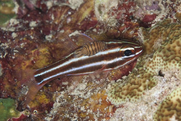 Cardinalfish