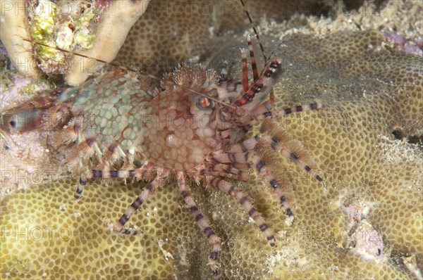 Common Marble Shrimp