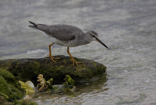 Grey-tailed Tattler