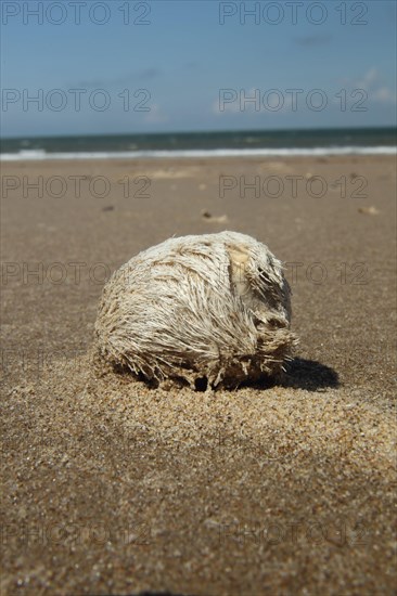 Test for heart urchin