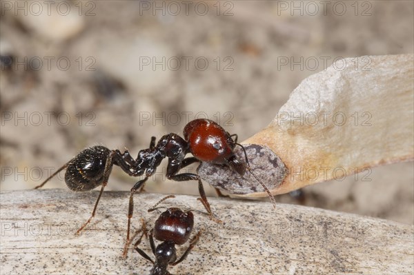 Harvester ant