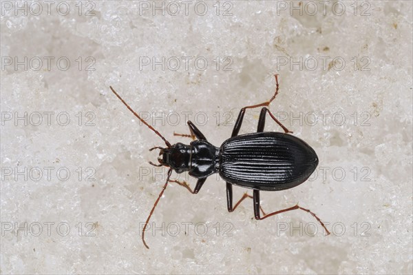 Ground Beetle