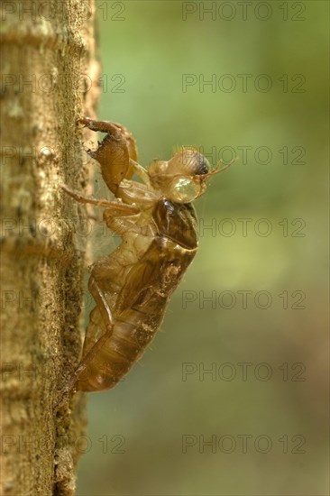 Cicada