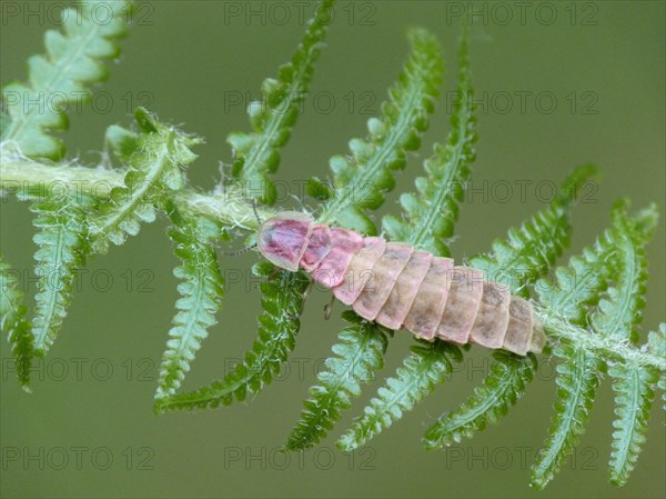 Common Glow-worm