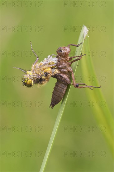 Four-spotted Chaser