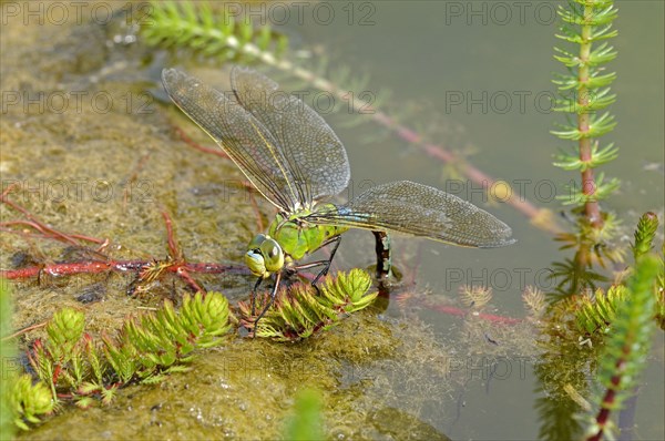 Emperor dragonfly