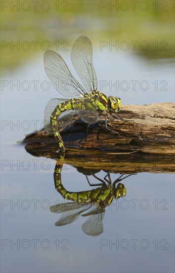 Southern hawkers