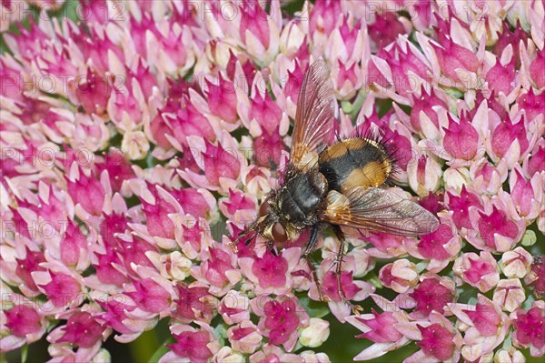 Tachinid Fly