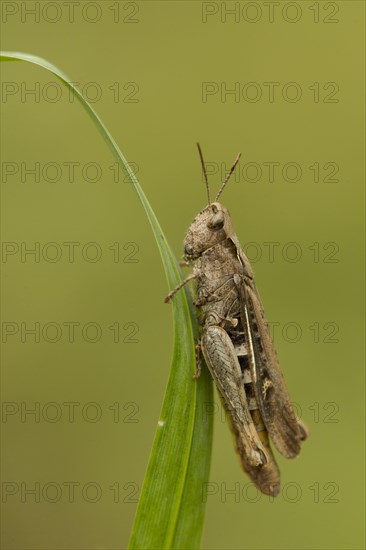 Meadow Grasshopper