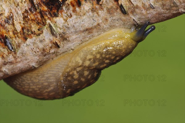 Yellow Slug