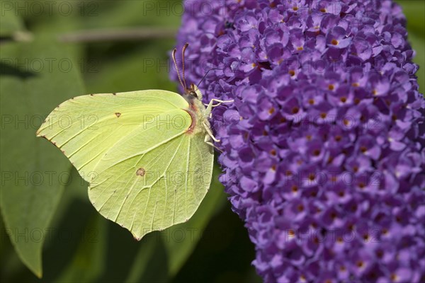 Brimstone