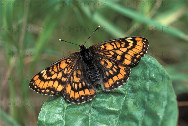 Scarce Fritillary