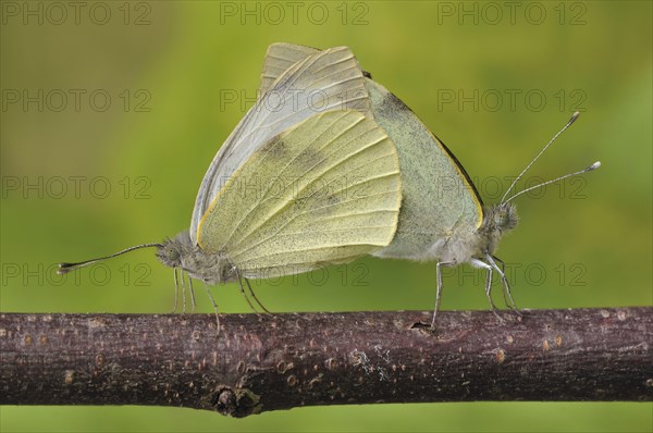 Small White