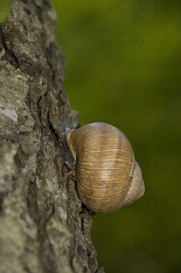 Roman snail