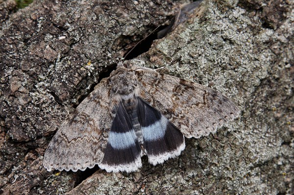 Clifden blue underwing