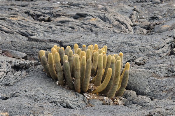 Lava cactus