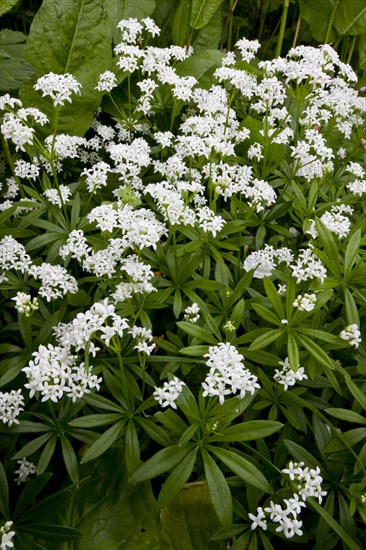 Woodruff