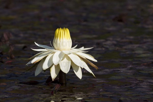 Night-blooming egyptian white water-lily