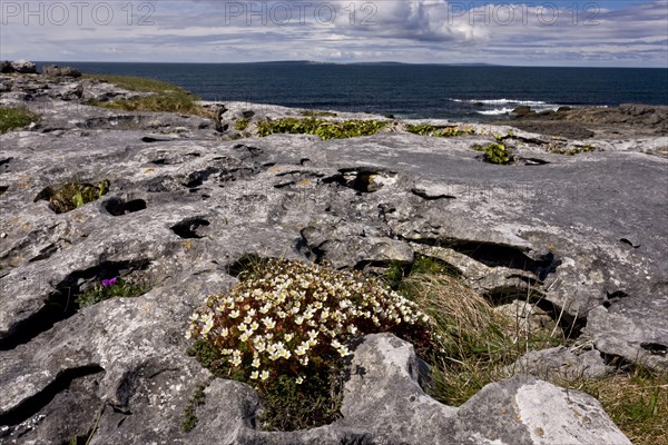 Irish Saxifrage