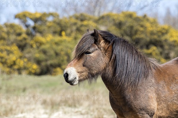 Exmoor pony