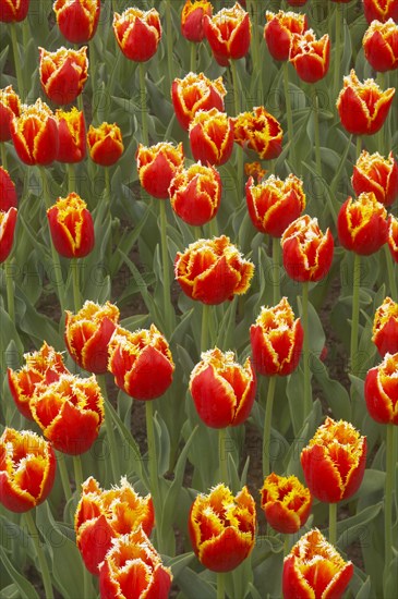 Tulip