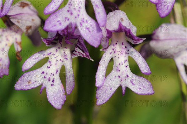 Military Orchid