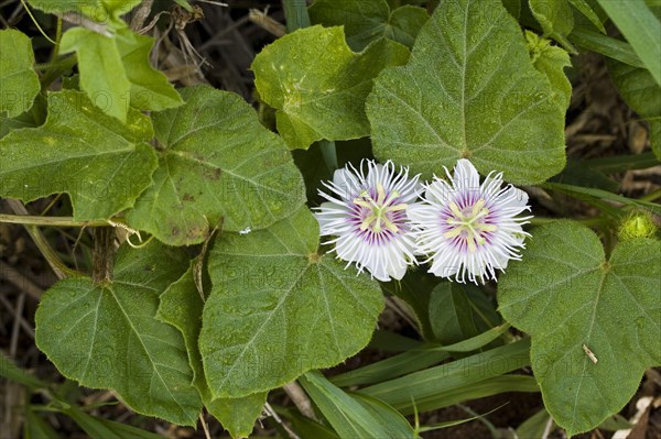 Flowers and leaves of the blue passion vine