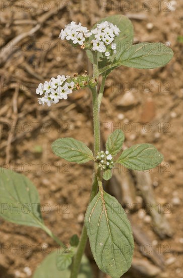 European Heliotrope