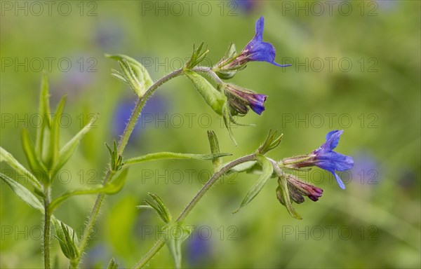 Purple Gromwell