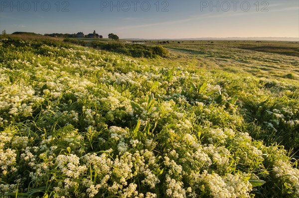 Flowering mass of Hoary whitetop