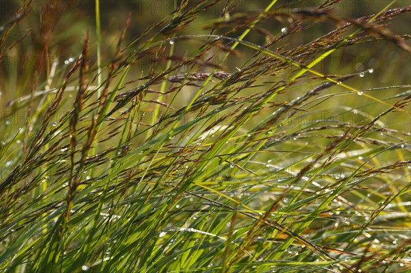 Flowering moor grass