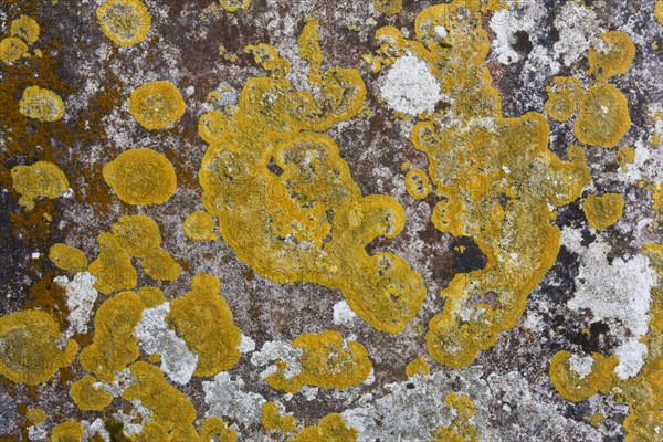 Lichens