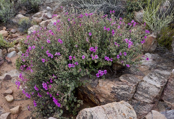 Magenta-flowered Pelargonium