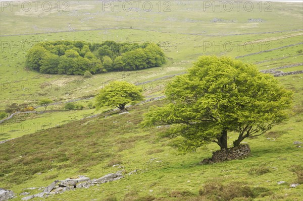 View of trees and small woodland in the moorland habitat