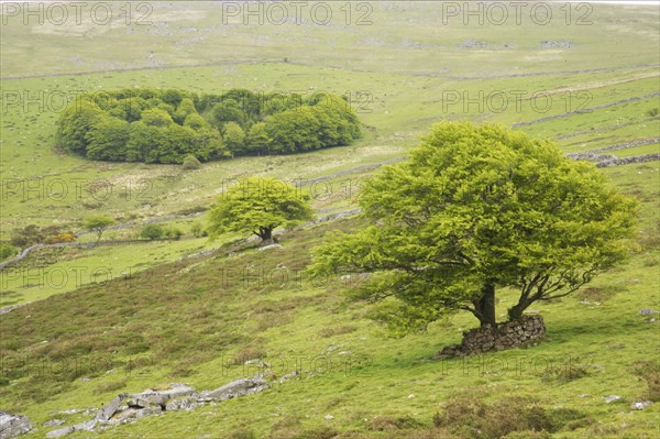 View of trees and small woodland in the moorland habitat