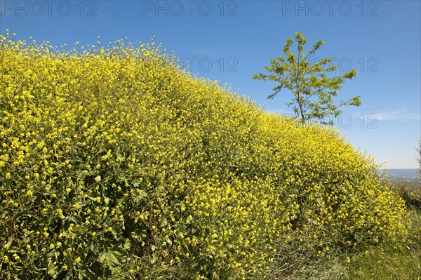 Yellow dyer's broom