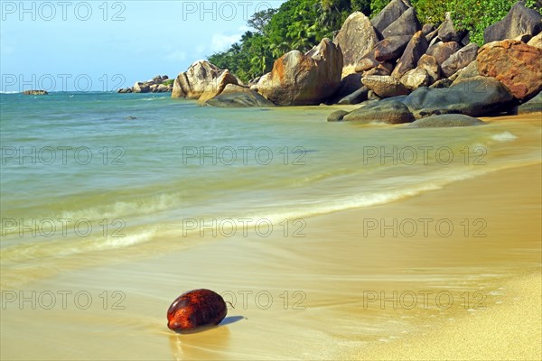 Coconut on the beach of Anse Cimitiere in the early morning